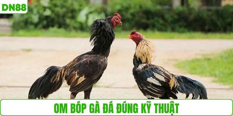 Kỹ thuật om bóp đúng giúp chiến kê tăng sức dẻo dai